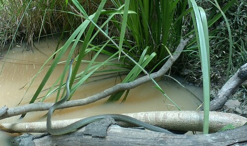 Common Tree Snake sighting