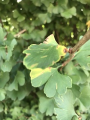 Ginkgo biloba