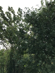Ginkgo biloba