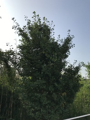 Ginkgo biloba