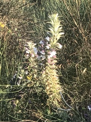 Acanthus spinosus