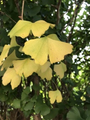 Ginkgo biloba