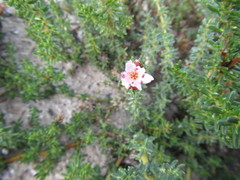 Frankenia repens