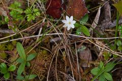 Trientalis