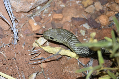 Eastern Brown Snake sighting