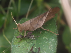 Coptacrinae
