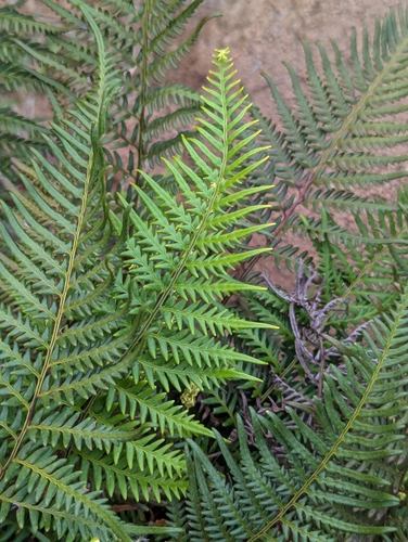 Image of Pityrogramma austroamericana by (c) Tom and T Herman, some rights reserved (CC BY)
