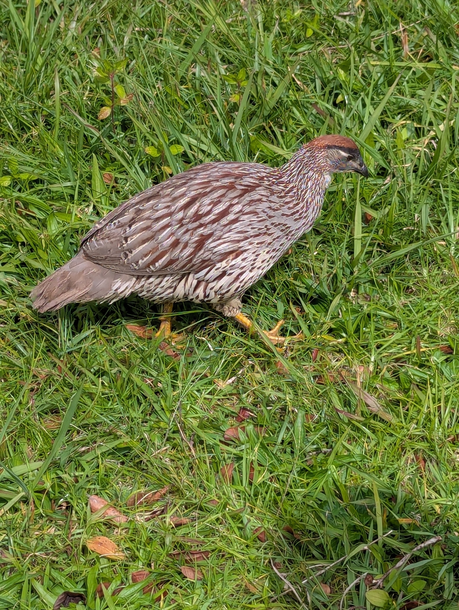 Erckel's Spurfowl (Pternistis erckelii), photo 8