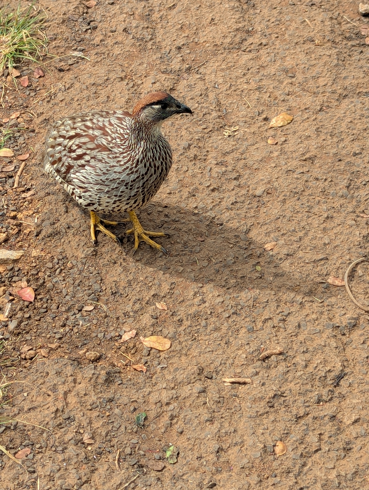 Erckel's Spurfowl (Pternistis erckelii), photo 9