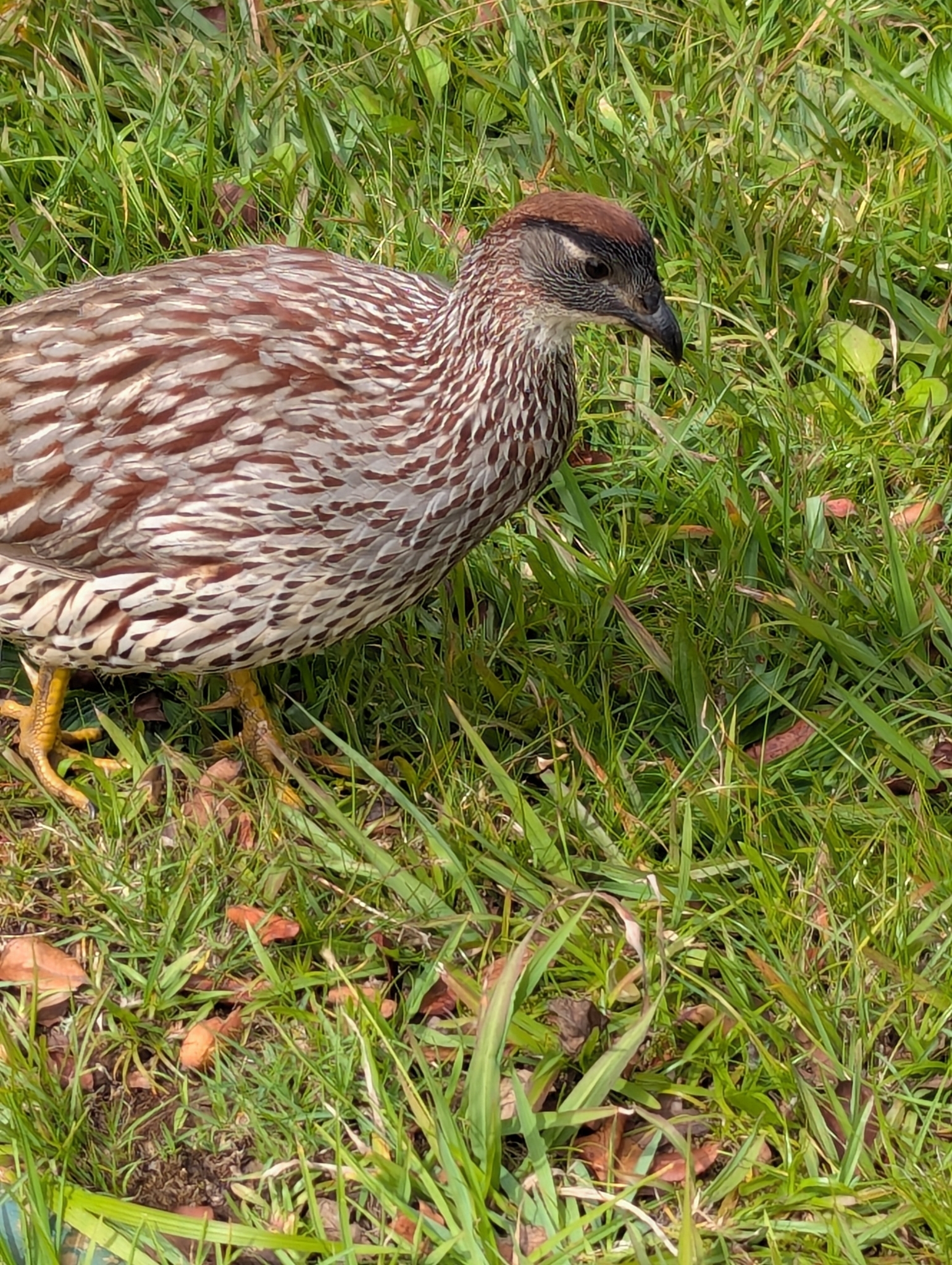 Erckel's Spurfowl (Pternistis erckelii), photo 10