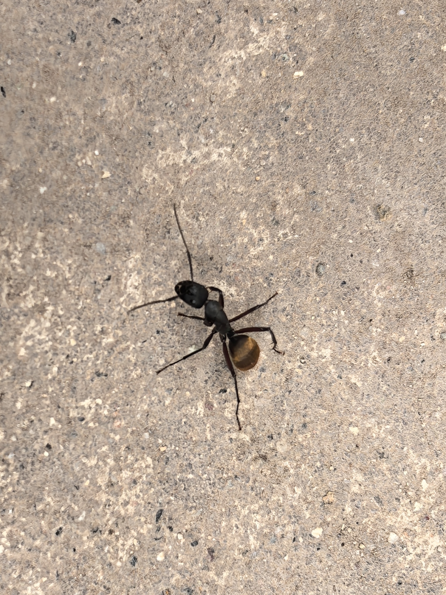 Camponotus tonkinus