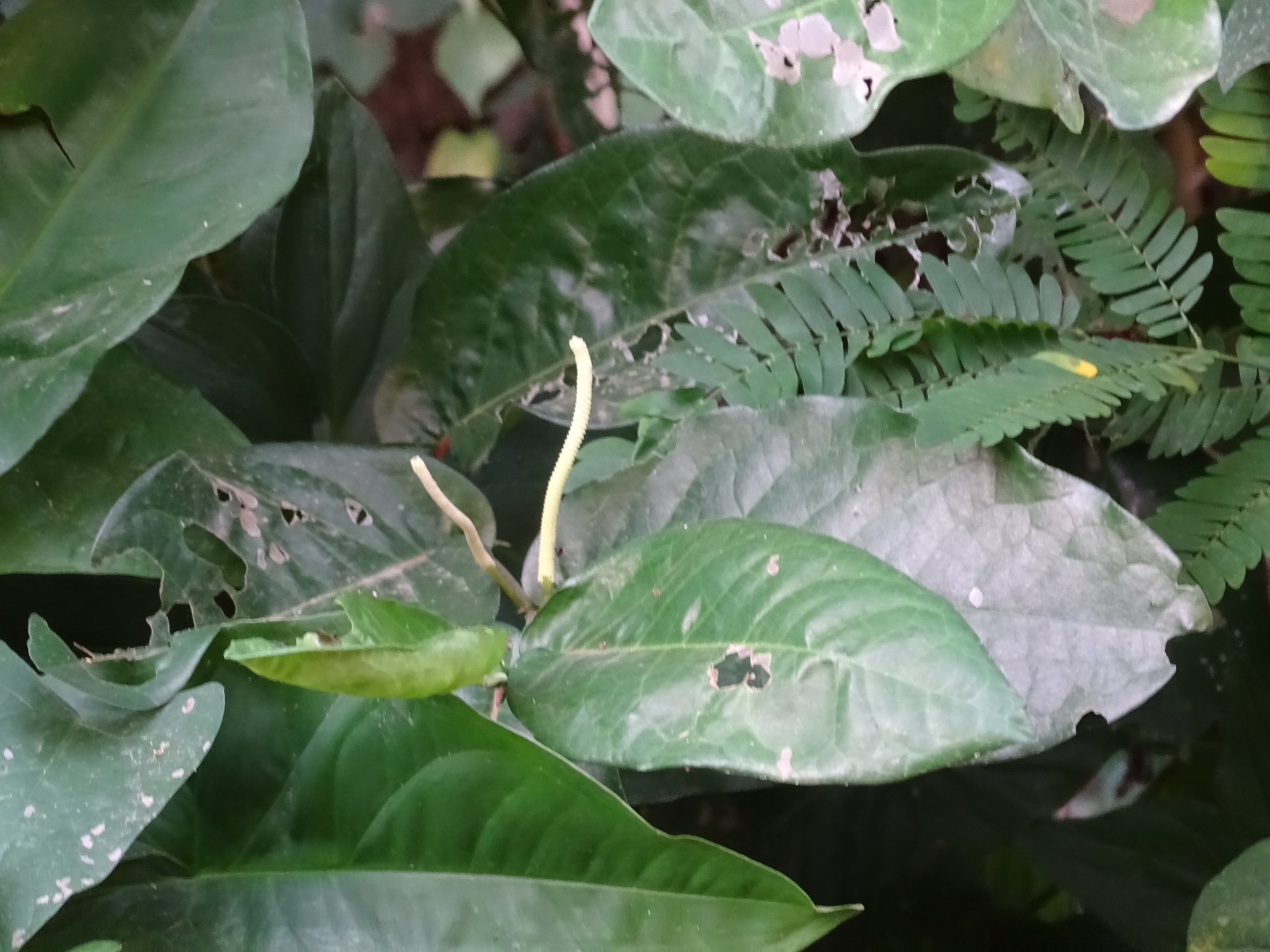 Imagem de Pimenta-de-macaco