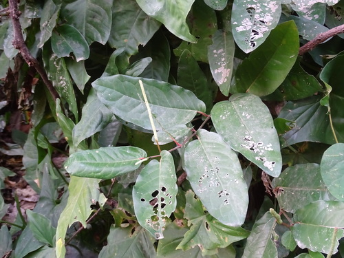 Foto de Pimenta-de-macaco