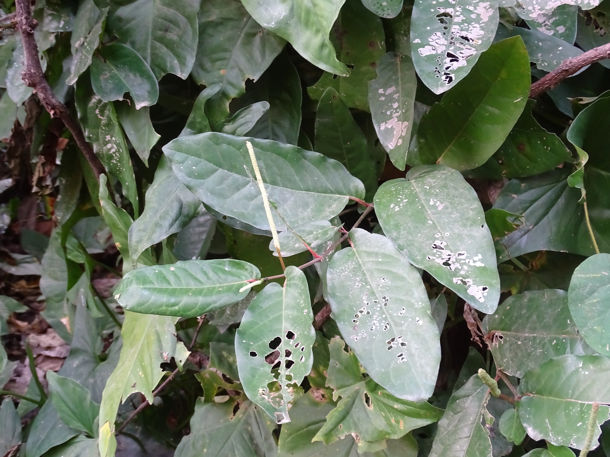Imagem de Pimenta-de-macaco