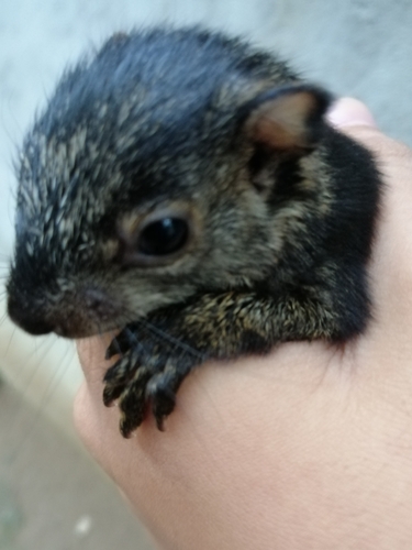 Variegated Squirrel