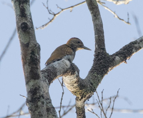 Golden-collared Woodpecker (Veniliornis cassini), photo 10