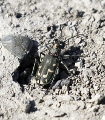 Cicindela senilis