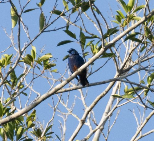 Opal-rumped Tanager (Tangara velia), photo 3