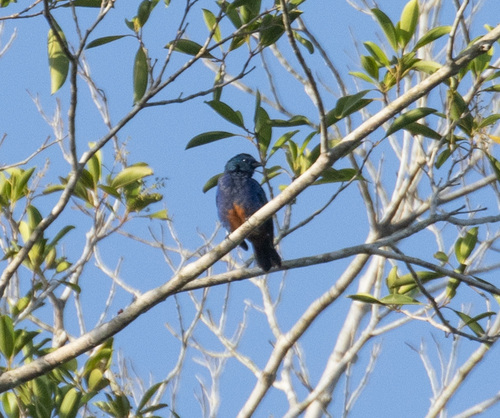Opal-rumped Tanager (Tangara velia), photo 4