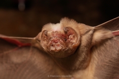 Mormoops megalophylla