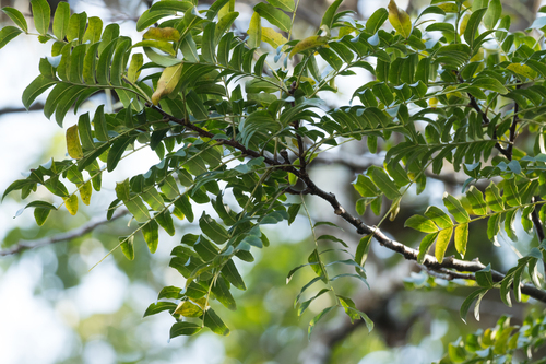 Gleditsia fera observed 2025-01-29