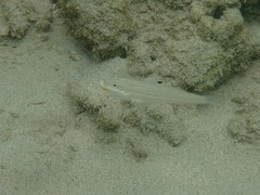 Valenciennea muralis