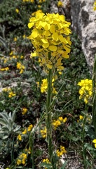 Erysimum cuspidatum
