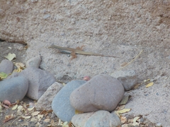 Aspidoscelis costatus