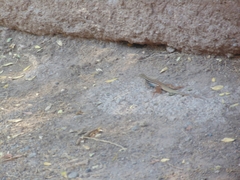 Aspidoscelis costatus