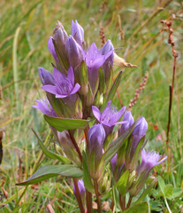Gentianella ramosa