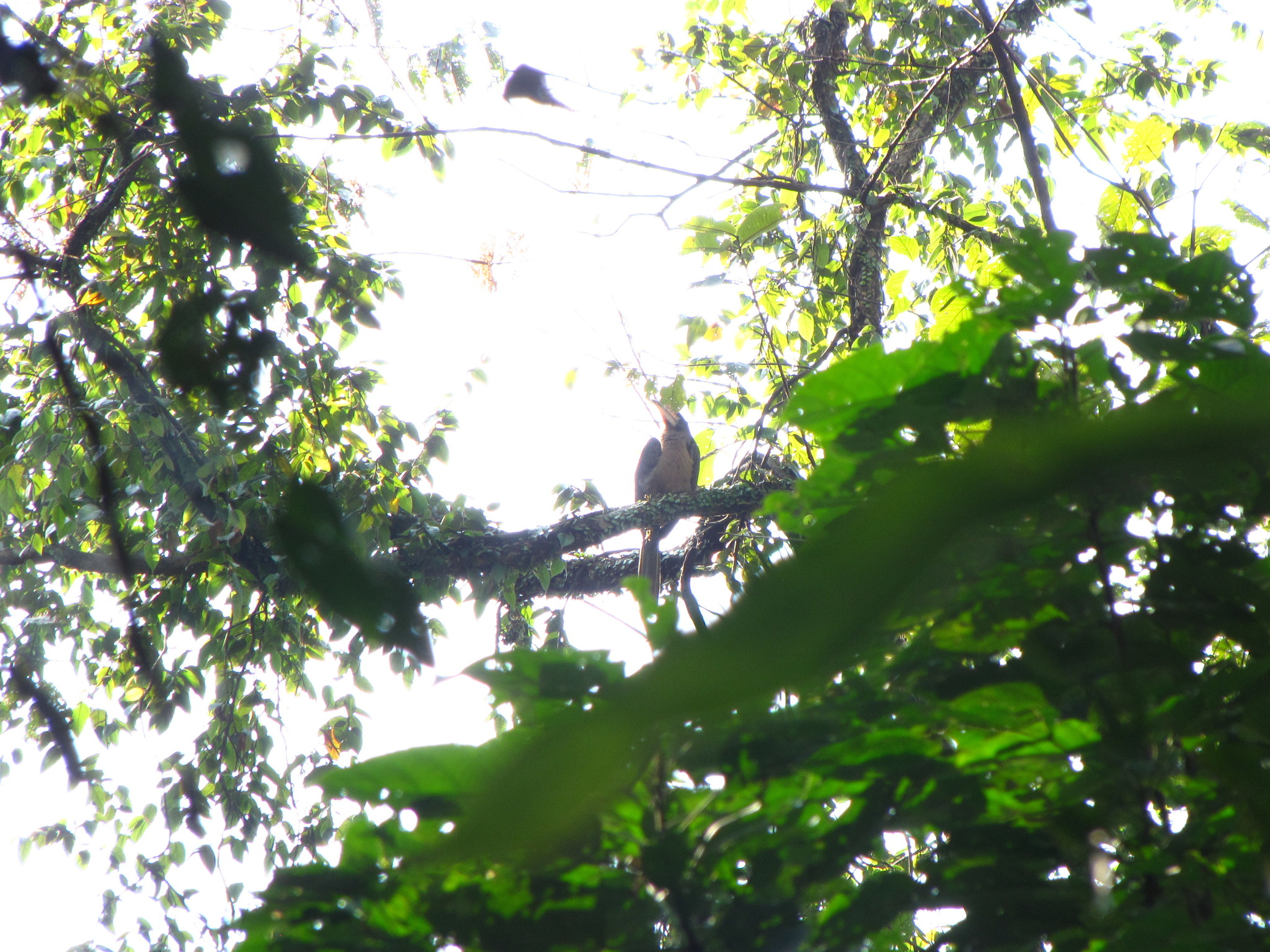 Austen's Brown Hornbill