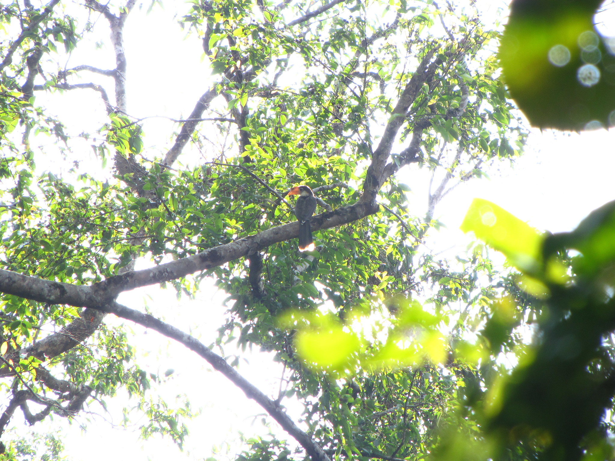 Austen's Brown Hornbill