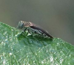 Agrilus quadriguttatus niveiventris