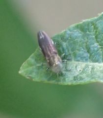 Agrilus quadriguttatus niveiventris