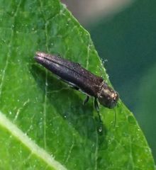 Agrilus quadriguttatus niveiventris