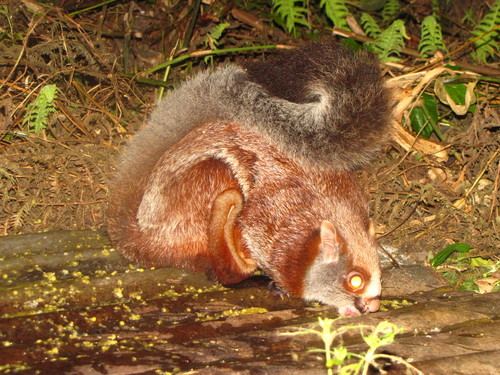 Red Giant Flying Squirrel