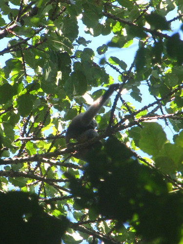 Western Hoolock Gibbon