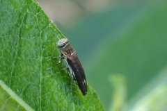 Agrilus quadriguttatus niveiventris