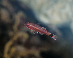 Bluestripe Dwarfgoby photo 5