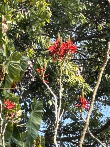 Foto de Mulungu