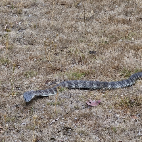 Tiger Snake sighting
