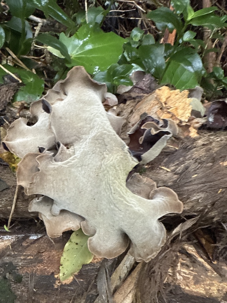 Auricularia cornea · January 2025 · photo: © pluckytree (iNaturalist, cc-by)