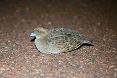 Little Buttonquail photo 1