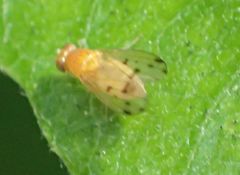 Homoneura occidentalis