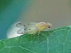 Homoneura occidentalis