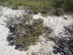 Agathosma thymifolia