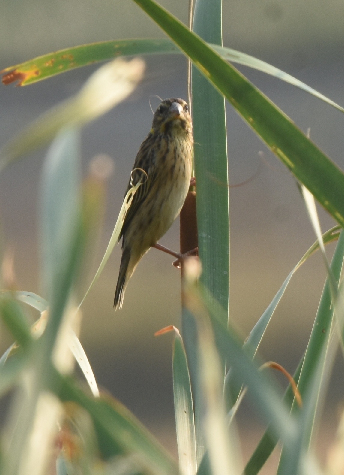 Streaked Weaver