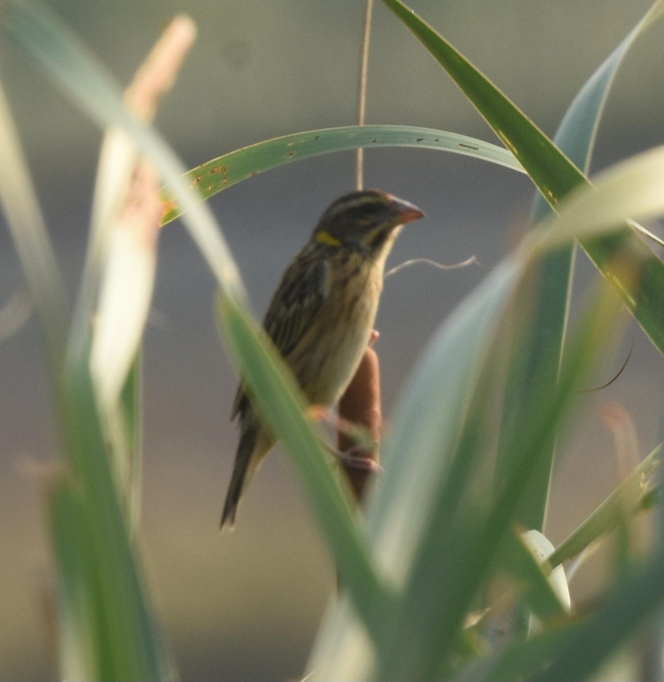 Streaked Weaver