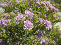 Agathosma thymifolia