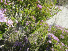 Agathosma thymifolia